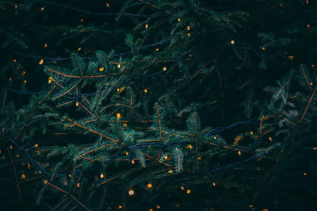 Christmas pine tree with lights